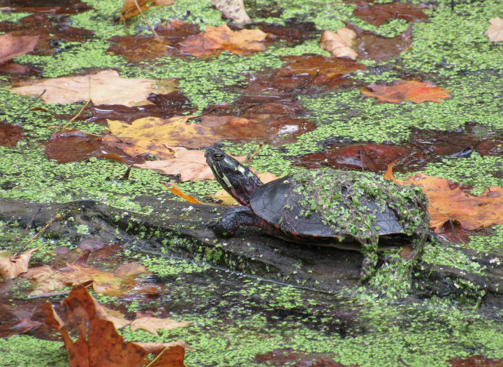 Midland Painted Turtle